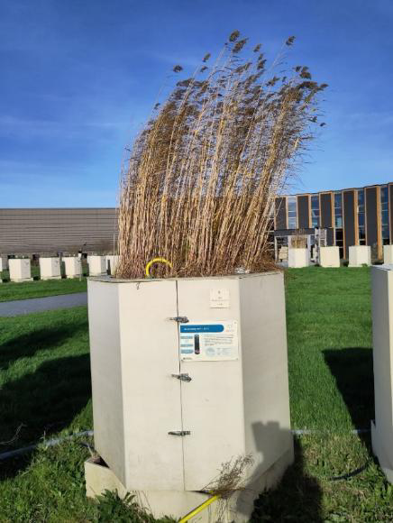 Harvested cattail drying in a test rig, Peat Innovation Polder Hegewarren, Fryslân